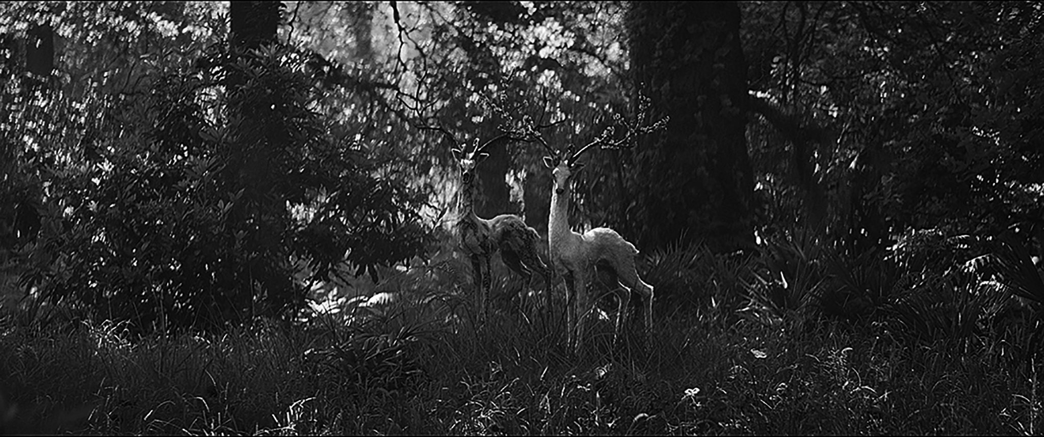 Expedíció  (Alex Garland, 2018) 